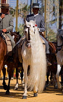 A traditionally dressed Andalusian gentleman parades with his long maned Andalusian stallion (Pura Raza Espanola) during the Feria Del Caballo (Horse Fair), Jerez De La Frontera, Andalucia, Spain, May...