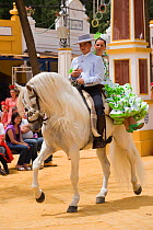 A traditionally dressed Andalusian couple parades with their white Andalusian stallion (Pura Raza Espanola) during the Feria Del Caballo (Horse Fair), Jerez De La Frontera, Andalucia, Spain, May 2009