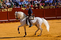 A traditionally dressed 'Rejoneador' (lancer) on his Lusitano stallion, during a 'Corrida de Rejones' (mounted corrida) bullfight, Plaza De Toros, Jerez De La Frontera, Andalusia, Spain. 2009