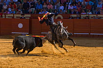 A traditionally dressed 'Rejoneador' (lancer) fights a bull on his Lusitano stallion, during a 'Corrida de Rejones' (mounted corrida) bullfight, Plaza De Toros, Jerez De La Frontera, Andalusia, Spain....