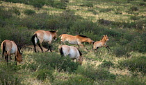 Wild Przewalski (or Takhi) horses {Equus ferus przewalski} endangered species, a breeding stallion shows aggression towards a foal, Hustai National Park, Tuv Province, Mongolia, July 2007