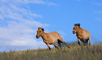 Wild Przewalski (or Takhi) horse {Equus ferus przewalski} endangered species, stallion chases away bachelor stallion, Hustai National Park, Tuv Province, Mongolia, July 2007
