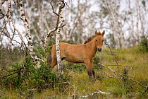 Wild Przewalski (or Takhi) horse {Equus ferus przewalski} endangered species, foal in birch forest, Hustai National Park, Tuv Province, Mongolia, July 2007