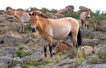 AWild Przewalski (or Takhi) horse {Equus ferus przewalski} endangered species, herd in landscape amongst rocks, Hustai National Park, Tuv Province, Mongolia, July 2007