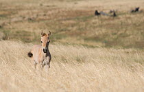 Wild Przewalski (or Takhi) horse {Equus ferus przewalski} endangered species, young colt in long grass, Hustai National Park, Tuv Province, Mongolia, July 2007