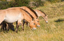 Wild Przewalski (or Takhi) horse {Equus ferus przewalski} endangered species, two mares and a foal grazing, Hustai National Park, Tuv Province, Mongolia, July 2007