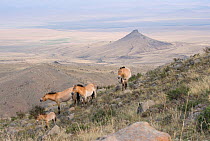 Wild Przewalski (or Takhi) horse {Equus ferus przewalski} endangered species, herd a high altitude, Hustai National Park, Tuv Province, Mongolia, July 2007 At these altitudes, the horses are protected...