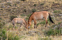 Wild Przewalski (or Takhi) horse {Equus ferus przewalski} endangered species, mare and foal grazing, Hustai National Park, Tuv Province, Mongolia, July 2007