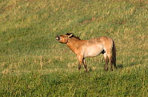 Wild Przewalski (or Takhi) horse {Equus ferus przewalski} endangered species, stallion exhibiting flehmen response, Hustai National Park, Tuv Province, Mongolia, July 2007