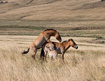 Wild Przewalski (or Takhi) horse {Equus ferus przewalski} endangered species, stallion mating with one of his mares, foal nearby, Hustai National Park, Tuv Province, Mongolia, July 2007