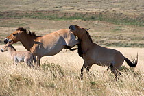 Wild Przewalski (or Takhi) horse {Equus ferus przewalski} endangered species, mare rejects her breeding stallion, Hustai National Park, Tuv Province, Mongolia, July 2007