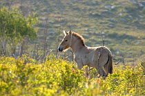 Wild Przewalski (or Takhi) horse {Equus ferus przewalski} endangered species, young colt in landscape, Hustai National Park, Tuv Province, Mongolia, July 2007