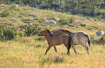 Wild Przewalski (or Takhi) horse {Equus ferus przewalski} endangered species, two young colts play fighting, Hustai National Park, Tuv Province, Mongolia, July 2007