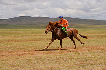 A young jockey mounted on a Mongolian horse, galloping in the horse race during the national Naadam festival, held from July 11  13; near Ulaanbaatar, Mongolia. 2007