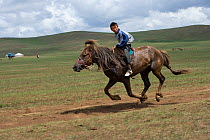A young jockey mounted on a Mongolian horse, races in the horse race during the national Naadam festival, held from July 11  13; near Ulaanbaatar, Mongolia. 2007