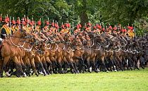 The King's Troops, Royal Horse Artillery, mounted on Irish Draft horses, celebrate their 60th anniversary in Hyde Park, June 2007,  The horses pull a WWI canon used for the gun salutes, during officia...