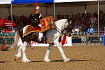 Drum horse of The Household Cavalry, dressed in official uniform, parades in front of the Queen, during the Royal Windsor Horse Show, Windsor, England, UK. May 2008