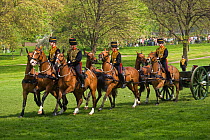 The King's Troops, Royal Horse Artillery, mounted on Irish Draft horses and dressed in official uniforms, parade to celebrate the Queen's Official Birthday, Hyde park, London, England, UK. The horses...