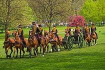 The King's Troops, Royal Horse Artillery, mounted on Irish Draft horses and dressed in official uniforms, parade to celebrate the Queen's Official Birthday, Hyde Park, London, England, UK. The horses...
