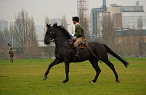 The King's Troops, Royal Horse Artillery, mounted on Irish Draft horses and dressed in training uniform, exercise in Wormwood Scrubs, London, UK. 2009