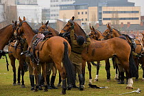 The King's Troops, Royal Horse Artillery, dressed in training uniform, untack their Irish Draft horses after exercising in Wormwood Scrubs, London, UK. 2009