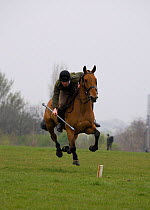 The King's Troops, Royal Horse Artillery, mounted on Irish Draft horses and dressed in training uniform, exercise in Wormwood Scrubs, London, UK. Here an officer tries tent-pegging. 2009