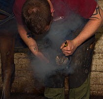 A farrier, from the King's Troop, Royal Horse Artillery, shoes an Irish Draft horse at the St John's Woods Barracks, London, England, UK.