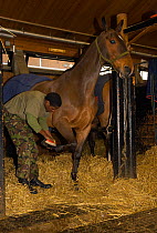 A soldier, from the King's Troop, Royal Horse Artillery, grooms an Irish Draft horse at the St John's Woods Barracks, London, England, UK. 2009