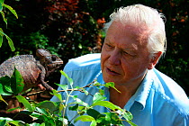 David Attenborough observing a Oustalet's chameleon (Furcifer oustaleti), Northern Madagascar, January 2007, on location for BBC NHU series 'Life in Cold Blood'