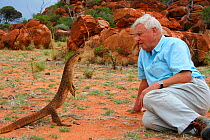 David Attenborough observing an Argus monitor lizard (Varanus panoptes rubidus) Western Australia, November 2006, on location for BBC NHU series 'Life in Cold Blood' This species of monitor rears up...