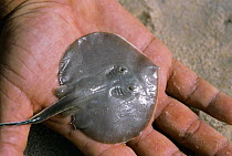Juvenile Stingray caught in net, Brazil, Atlantic Ocean. Model released.