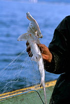 Fisherman holding juvenile Hammerhead Shark caught in gill net, Santos, Brazil, Atlantic Ocean, January 2008 Model released.