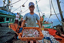 Fisherman holding squid (Loligo vulgaris) caught by dragger fishing boat, Sihanoukville, Cambodia / Kampuchea, June 2008