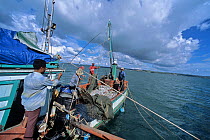 Sorting catch of juvenile fish and shrimp on fishing dragger boat, Sihanoukville, Cambodia / Kampuchea, June 2008