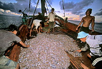 Sorting catch of juvenile fish and shrimp on fishing dragger boat, Sihanoukville, Cambodia / Kampuchea, June 2008