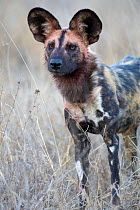 African wild dog (Lycaon pictus) portrait, Mala Mala Reserve, South Africa, July