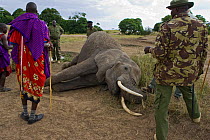 African elephant (Loxodonta africana) local Masai people and park rangers looking at dead elephant killed by spear, Masai Mara Conservancy, Kenya, September 2006