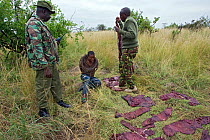 Mara Conservancy Rangers with apprehended poacher at poacher's camp (with wildebeest meat drying in sun) Serengeti National Park, Tanzania, August 2006