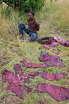 Poacher with wildebeest meat drying in sun at poacher's camp, apprehended by Mara Conservancy rangers, Serengeti National Park, Tanzania, August 2006