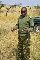 Ranger disassembling snare set up in bushes by poachers, Masai Mara Conservancy, Kenya, August 2006