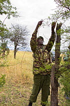 Anti-poaching patrol removing live snare from bushes, Masai Mara Conservancy, Kenya, August 2006