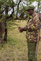 Mara Conservancy Rangers (Anti-poaching unit) removing snares from bushes, Masai Mara Conservancy, Kenya, August 2006