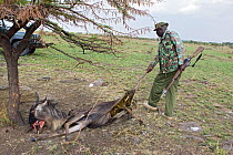 Mara Conservancy Ranger with dead Wildebeest (Connochaetes taurinus) caught in poachers' snare, Masai Mara Conservancy, Kenya, August 2007