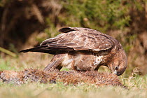 Common buzzard (Buteo buteo) feeding on dead fox, Wales, UK