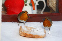 Robin (Erithacus rubecula) pair feeding on snow covered bread on windowsill, Wales, UK, February