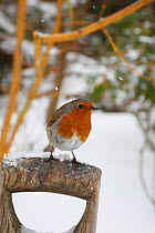 Robin (Erithacus rubecula) perched on garden fork handle in snow, Wales, UK