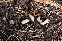 Vine weevil (Otiorhynchus sulcatus) larval grubs feeding on Asparagus roots, Wales, UK