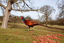 Pheasant (Phasianus colchicus) cock in open parkland, Wales, UK