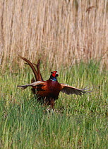 Cock Pheasant (Phasianus colchicus) displaying, flapping wings, Wales, UK