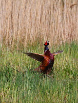 Cock Pheasant (Phasianus colchicus) displaying, flapping wings and calling, Wales, UK